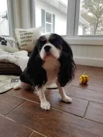 Savannah, a female Cavalier King Charles Spaniel for sale in Los Angeles, CA – Photo 4 of 6