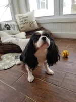 Savannah, a female Cavalier King Charles Spaniel for sale in Los Angeles, CA – Photo 6 of 6