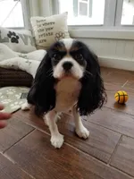 Savannah, a female Cavalier King Charles Spaniel for sale in Los Angeles, CA – Photo 3 of 6