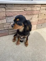 Brody, a male Cavalier King Charles Spaniel for sale in Los Angeles, CA – Photo 5 of 5