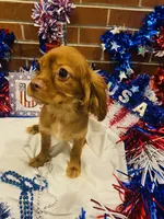 Little mousse , a male Cavalier King Charles Spaniel for sale in San Diego, CA – 5 of 5