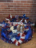 Biscuit, a female Cavalier King Charles Spaniel for sale in San Diego, CA – 6 of 8