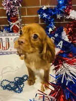 Little mousse , a male Cavalier King Charles Spaniel for sale in San Diego, CA – 3 of 5