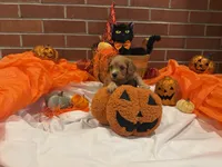Girl , a female Cavachon for sale in Tampa, FL – 5 of 6