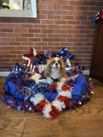 Biscuit, a female Cavalier King Charles Spaniel for sale in San Diego, CA – 2 of 8