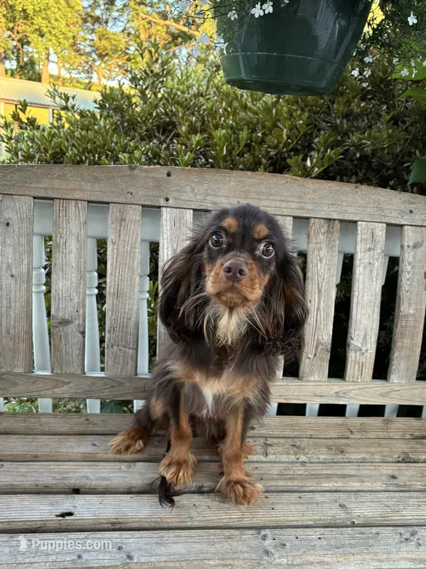 Dunkin – Cavalier King Charles Spaniel puppy for sale in South Lake Tahoe, CA