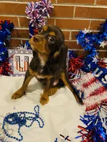Chocolate Chunck, a male Cavalier King Charles Spaniel for sale in San Diego, CA – 4 of 6
