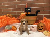 Boy2, a male Cavachon for sale in Tampa, FL – 4 of 7