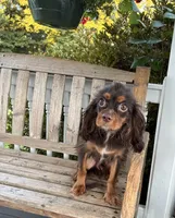 Dallas, a male Cavalier King Charles Spaniel for sale in South Lake Tahoe, CA – 3 of 5