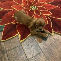 Rocky, a male Cavalier King Charles Spaniel for sale in Los Angeles, CA – Photo 2 of 6