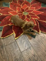 Rocky, a male Cavalier King Charles Spaniel for sale in Los Angeles, CA – Photo 2 of 6