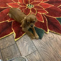 Rocky, a male Cavalier King Charles Spaniel for sale in Los Angeles, CA – Photo 6 of 6