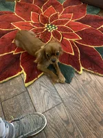 Rocky, a male Cavalier King Charles Spaniel for sale in Los Angeles, CA – Photo 6 of 6