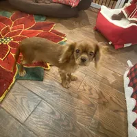 Rocky, a male Cavalier King Charles Spaniel for sale in Los Angeles, CA – Photo 1 of 6