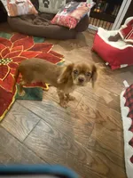 Rocky, a male Cavalier King Charles Spaniel for sale in Los Angeles, CA – Photo 1 of 6