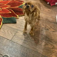 Rocky, a male Cavalier King Charles Spaniel for sale in Los Angeles, CA – Photo 4 of 6