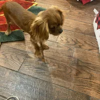 Rocky, a male Cavalier King Charles Spaniel for sale in Los Angeles, CA – Photo 5 of 6