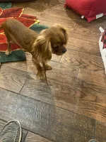 Rocky, a male Cavalier King Charles Spaniel for sale in Los Angeles, CA – Photo 5 of 6