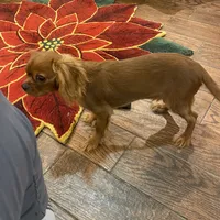 Rocky, a male Cavalier King Charles Spaniel for sale in Los Angeles, CA – Photo 3 of 6