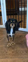 Anastasia, a female Cavalier King Charles Spaniel for sale in Big Bend, CA – 6 of 7