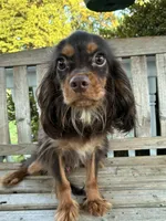 Dunkin, a male Cavalier King Charles Spaniel for sale in South Lake Tahoe, CA – 4 of 4