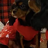 Buttercup, a female Cavalier King Charles Spaniel for sale in Los Angeles, CA – Photo 4 of 8