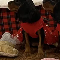 Buttercup, a female Cavalier King Charles Spaniel for sale in Los Angeles, CA – Photo 6 of 8