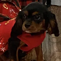 Buttercup, a female Cavalier King Charles Spaniel for sale in Los Angeles, CA – Photo 1 of 8