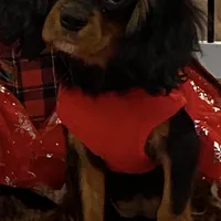 Buttercup, a female Cavalier King Charles Spaniel for sale in Los Angeles, CA – Photo 2 of 8