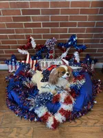 Biscuit, a female Cavalier King Charles Spaniel for sale in San Diego, CA – 5 of 8