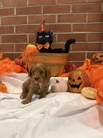 Cavachons male 1, a male Cavachon for sale in Tampa, FL – 5 of 7
