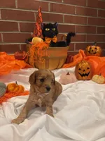 Cavachons male 1, a male Cavachon for sale in Tampa, FL – 3 of 7