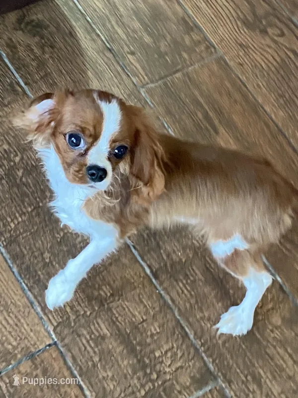 Ripley, a male Cavalier King Charles Spaniel for sale in Los Angeles, CA – Photo 1 of 7