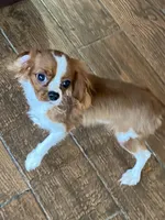 Ripley, a male Cavalier King Charles Spaniel for sale in Los Angeles, CA – Photo 1 of 7