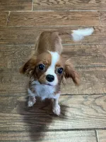 Ripley, a male Cavalier King Charles Spaniel for sale in Los Angeles, CA – Photo 3 of 7