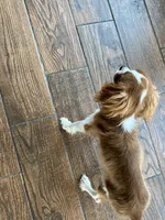 Ripley, a male Cavalier King Charles Spaniel for sale in Los Angeles, CA – Photo 4 of 7