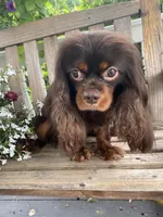 Mr. GoodBar, a male Cavalier King Charles Spaniel for sale in San Diego, CA – 5 of 9