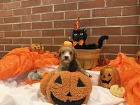 Boy2, a male Cavachon for sale in Tampa, FL – 3 of 7