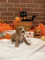 Boy2, a male Cavachon for sale in Tampa, FL – 5 of 7