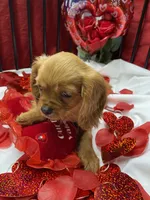 Ivan, a male Cavalier King Charles Spaniel for sale in Los Angeles, CA – Photo 9 of 9