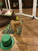 Ivan, a male Cavalier King Charles Spaniel for sale in Los Angeles, CA – Photo 7 of 8