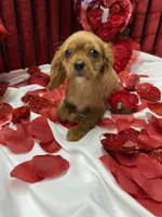 Ivan, a male Cavalier King Charles Spaniel for sale in Los Angeles, CA – Photo 1 of 9