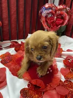 Ivan, a male Cavalier King Charles Spaniel for sale in Los Angeles, CA – Photo 2 of 9