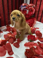 Ivan, a male Cavalier King Charles Spaniel for sale in Los Angeles, CA – Photo 3 of 9