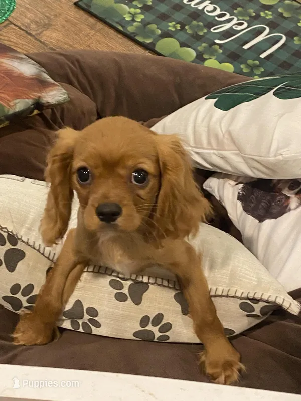 Ivan – Cavalier King Charles Spaniel puppy for sale in Los Angeles, CA