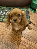 Ivan, a male Cavalier King Charles Spaniel for sale in Los Angeles, CA – Photo 4 of 8