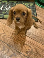 Ivan, a male Cavalier King Charles Spaniel for sale in Los Angeles, CA – Photo 5 of 8