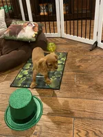 Ivan, a male Cavalier King Charles Spaniel for sale in Los Angeles, CA – Photo 8 of 8