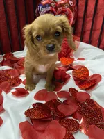 Ivan, a male Cavalier King Charles Spaniel for sale in Los Angeles, CA – Photo 7 of 9
