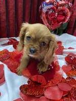 Ivan, a male Cavalier King Charles Spaniel for sale in Los Angeles, CA – Photo 5 of 9